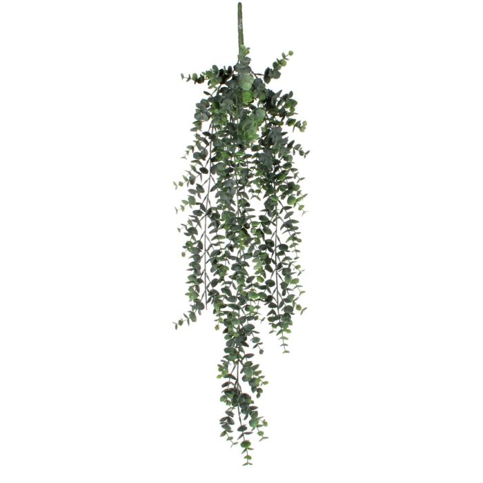 Hængeplante eukalyptus