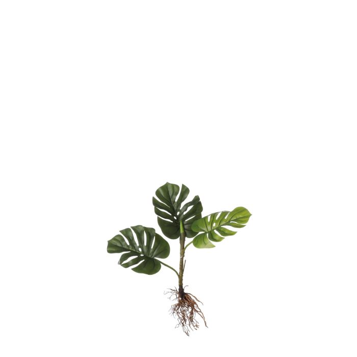 Monstera palme med synlige rødder