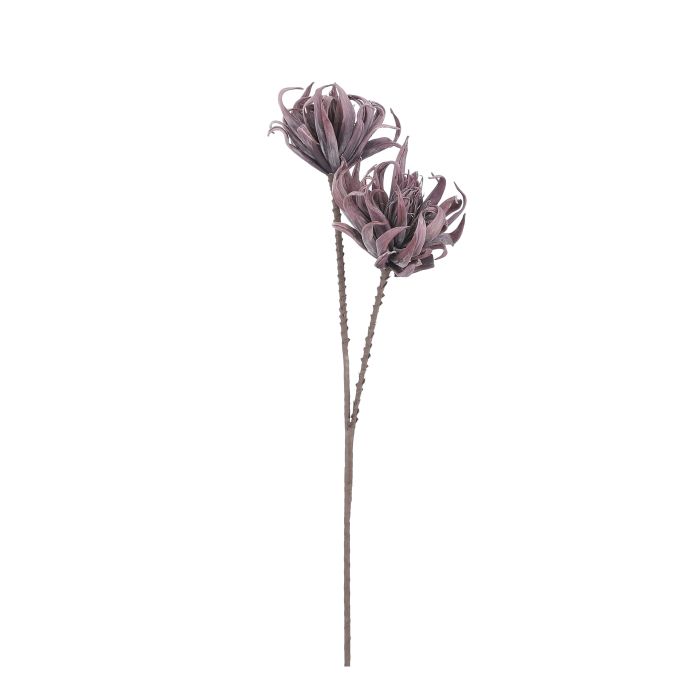 Krysantemum