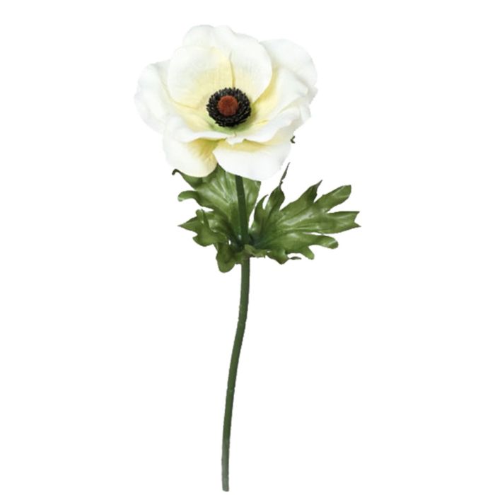 Fransk anemone cremefarvet 40 cm høj