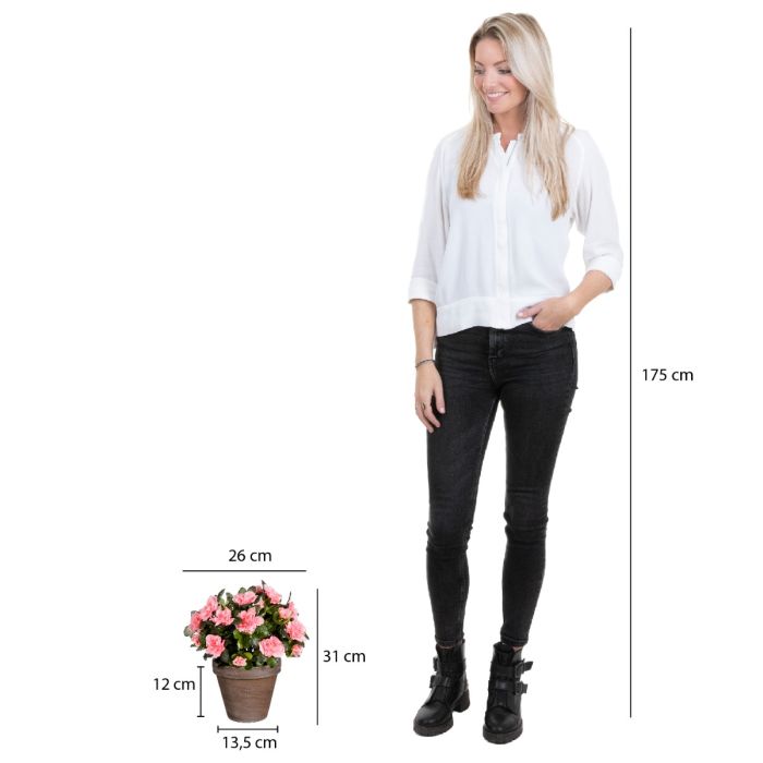 Azalea ferskenfarvet 31 cm høj