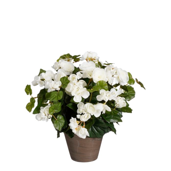 Begonia hvid 37 cm høj