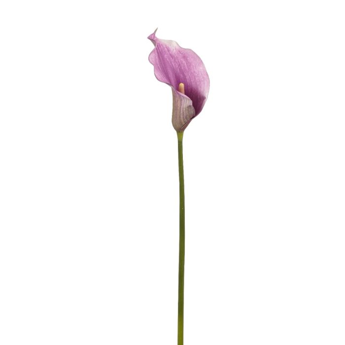Calla blomsterstilk mauve