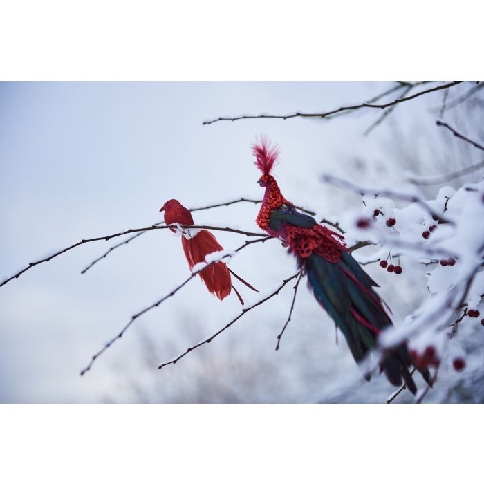 Rød påfugl med lang fjerhale