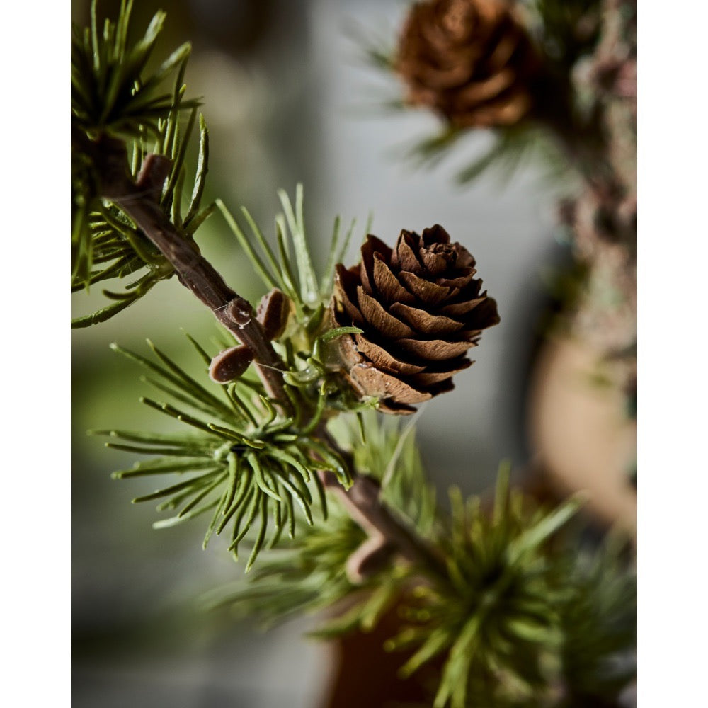 Kotte och cedergren i närbild