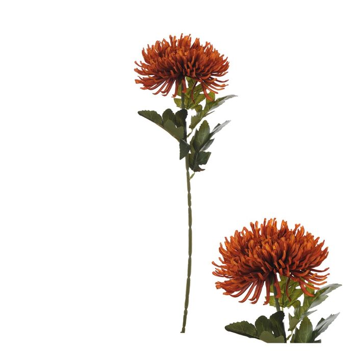 Edderkopkrysantemum stilk rust