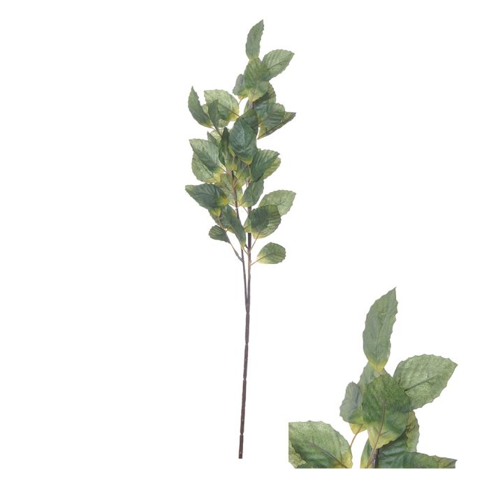 Gren med gröna bokblad