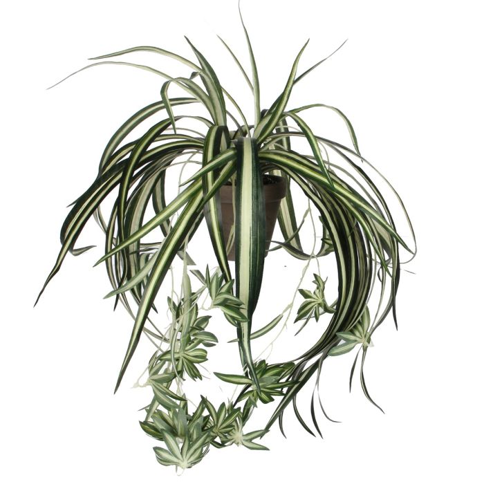 Chlorophytum væddeløber 45 cm høj