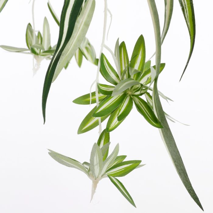 Chlorophytum væddeløber 45 cm høj
