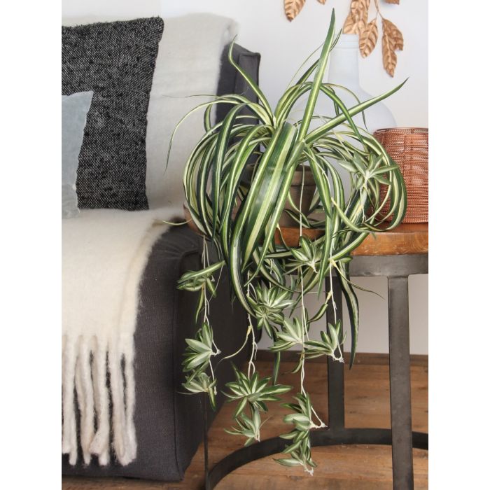 Chlorophytum væddeløber 45 cm høj