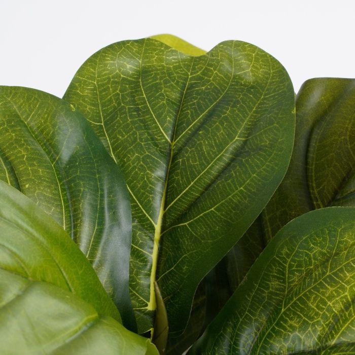 Ficus lyrata violinfigen 35 cm høj