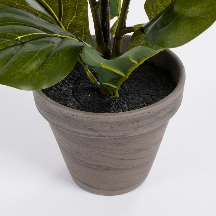 Ficus lyrata violinfigen 35 cm høj