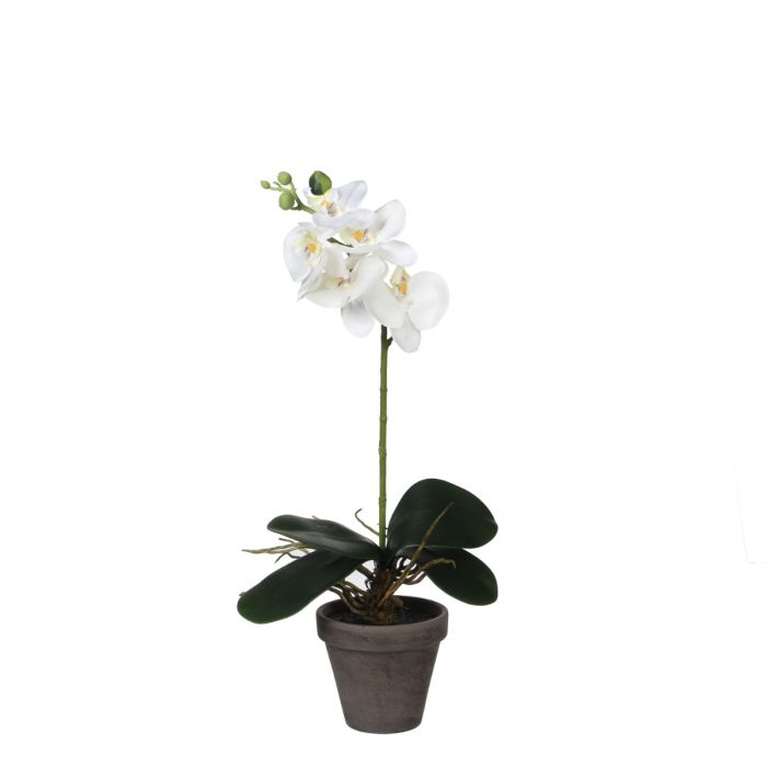Phalaenopsis orkidé hvid 48 cm høj