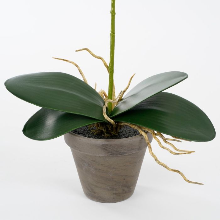Phalaenopsis orkidé hvid 48 cm høj