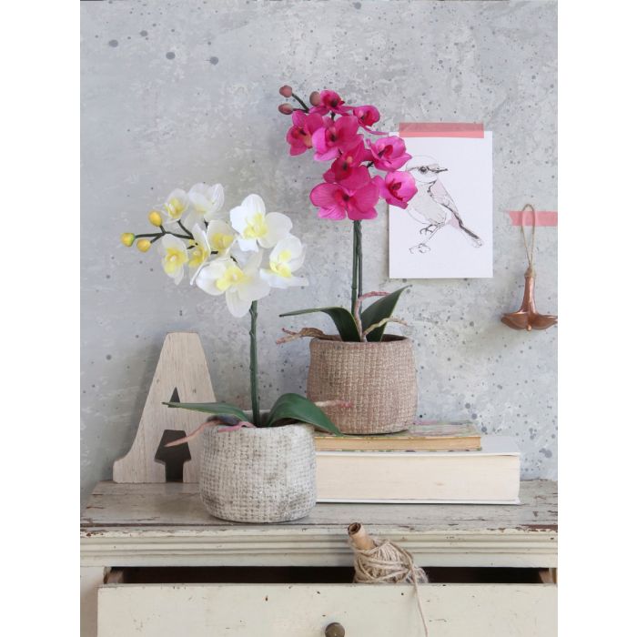 Phalaenopsis orkidé hvid 48 cm høj