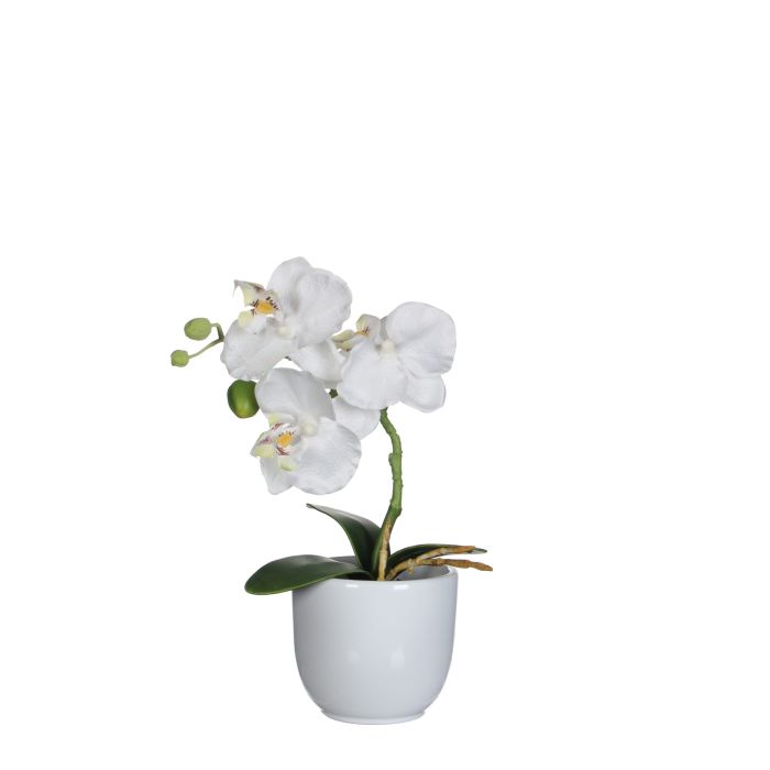 Phalaenopsis orkidé hvid i hvid potte 26 cm høj
