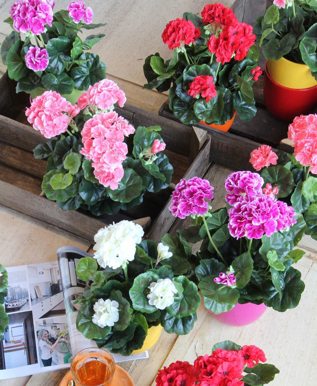 Pelargonier kunstige i forskellige nuancer set fra oven af