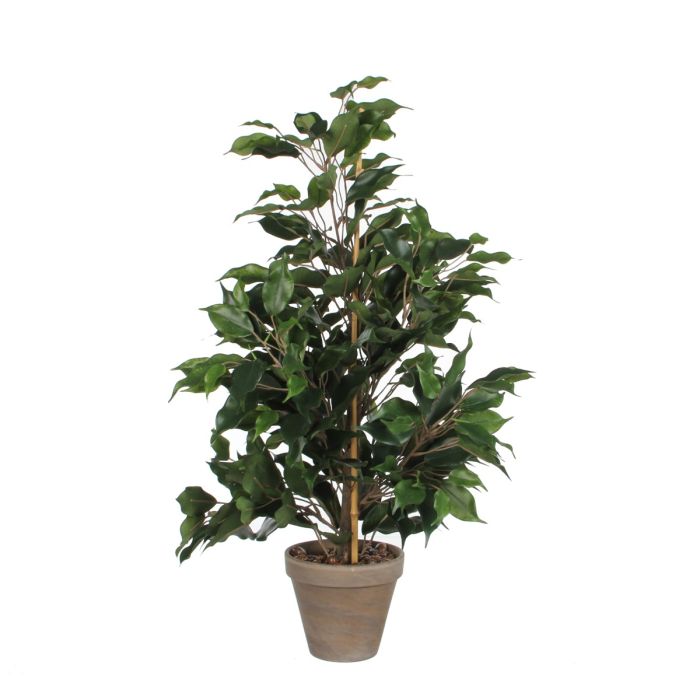 Ficus exotica stuebirk 65 cm høj