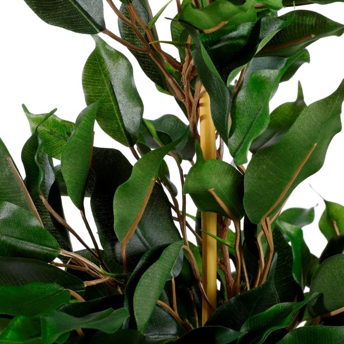 Ficus exotica stuebirk 65 cm høj