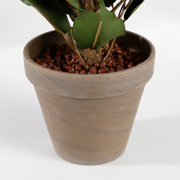 Ficus exotica stuebirk 65 cm høj