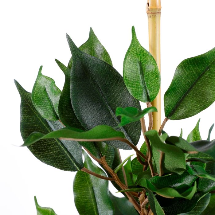 Ficus exotica stuebirk 65 cm høj