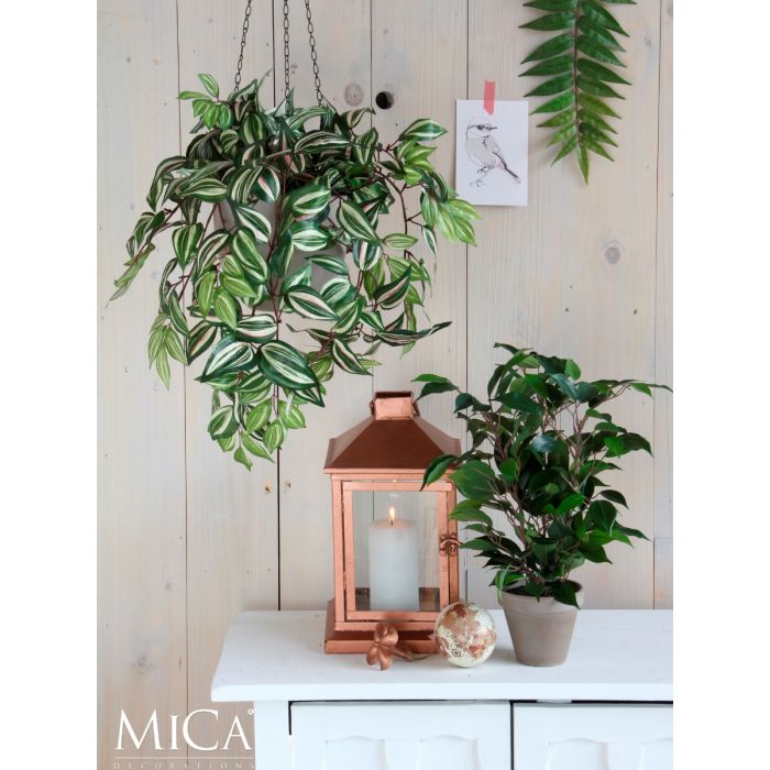 Ficus exotica stuebirk 65 cm høj