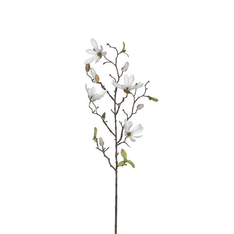 Hvid magnolia