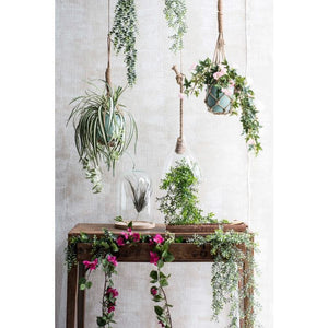Hængeplante eukalyptus