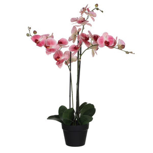 Phalaenopsis orkidé lyserød 79 cm