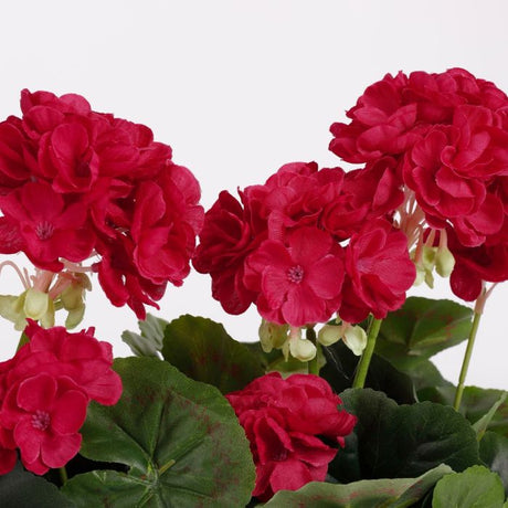 Pelargonie i altankasse pink