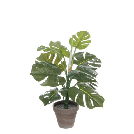 Monstera palme 48 cm høj