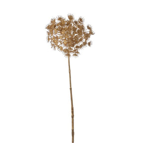 Daucus Carota