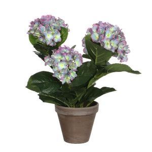Hortensia blå-lila 40 cm hög