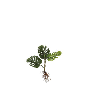 Monstera palme med synlige rødder