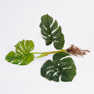 Monstera palme med synlige rødder