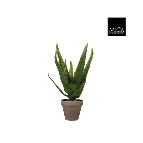Aloe Vera 30 cm høj