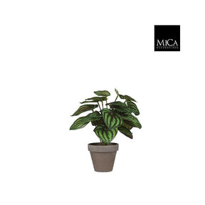 Peperomia musehaleaks 24 cm høj