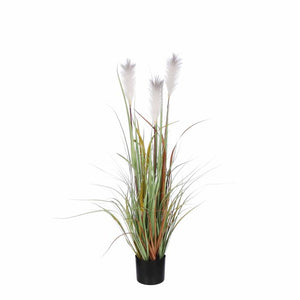 Plume græs i potte 115 cm