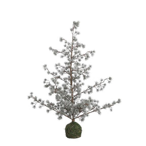 Lærketræ med let frost 90 cm højt