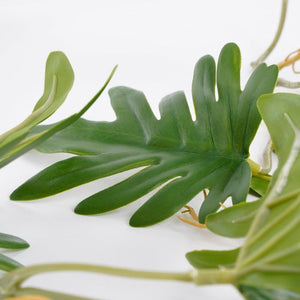 Philodendron xanadu ranke 115 cm lang