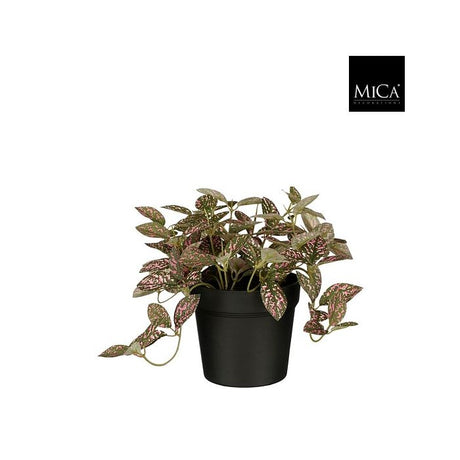 Fittonia rødåre plante 16 cm høj