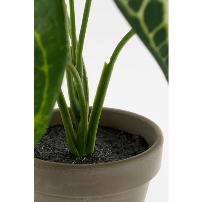 Caladium plante 28 cm høj