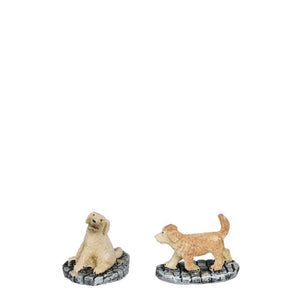 Luville Golden retriever hvalpe 2-pak
