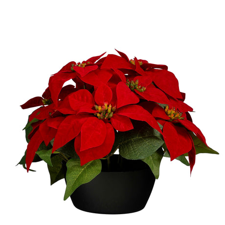 Stor röd julstjärna i ytterkruka