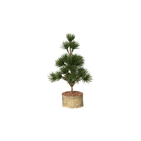 Cedertræ med fod 22 cm højt