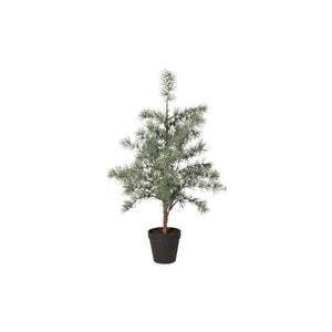 Cedertræ med potte 60 cm højt