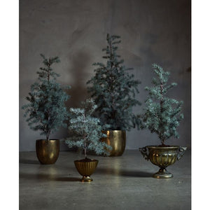 Cedertræ med potte 80 cm højt