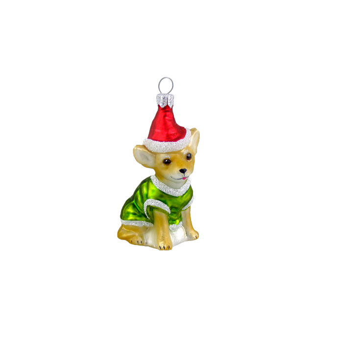 Brun Chihuahua med nissehue