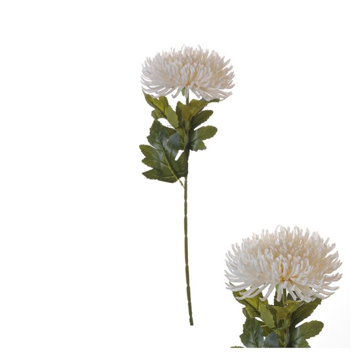 Spindelkrysantemum stjälk elfenben