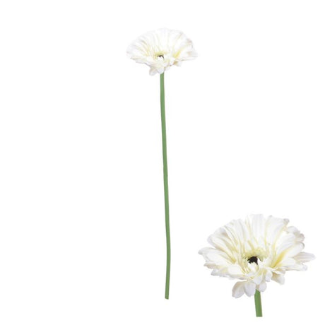 Gerbera blomsterstilk hvid 55 cm